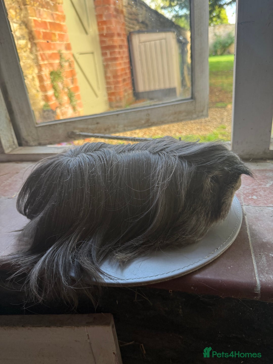 Guinea Pig rodents for sale: Peruvian Breeding Boar 👀 🏡  - Image 2
