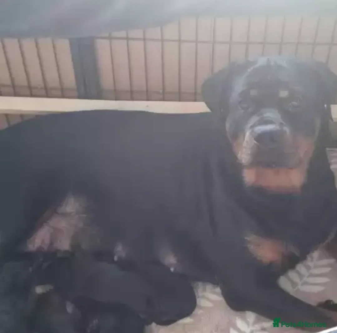 Rottweiler dogs for sale: Full of kissess awesome Big Rotties in Inverness - Advert 7