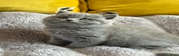 British Shorthair cats for sale: Gccf registered kittens  - Advert 6