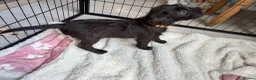 Mixed Breed dogs for sale: Black female LakelandPatterdale terrier - Advert 5