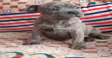 Staffordshire Bull Terrier dogs - Advert 2