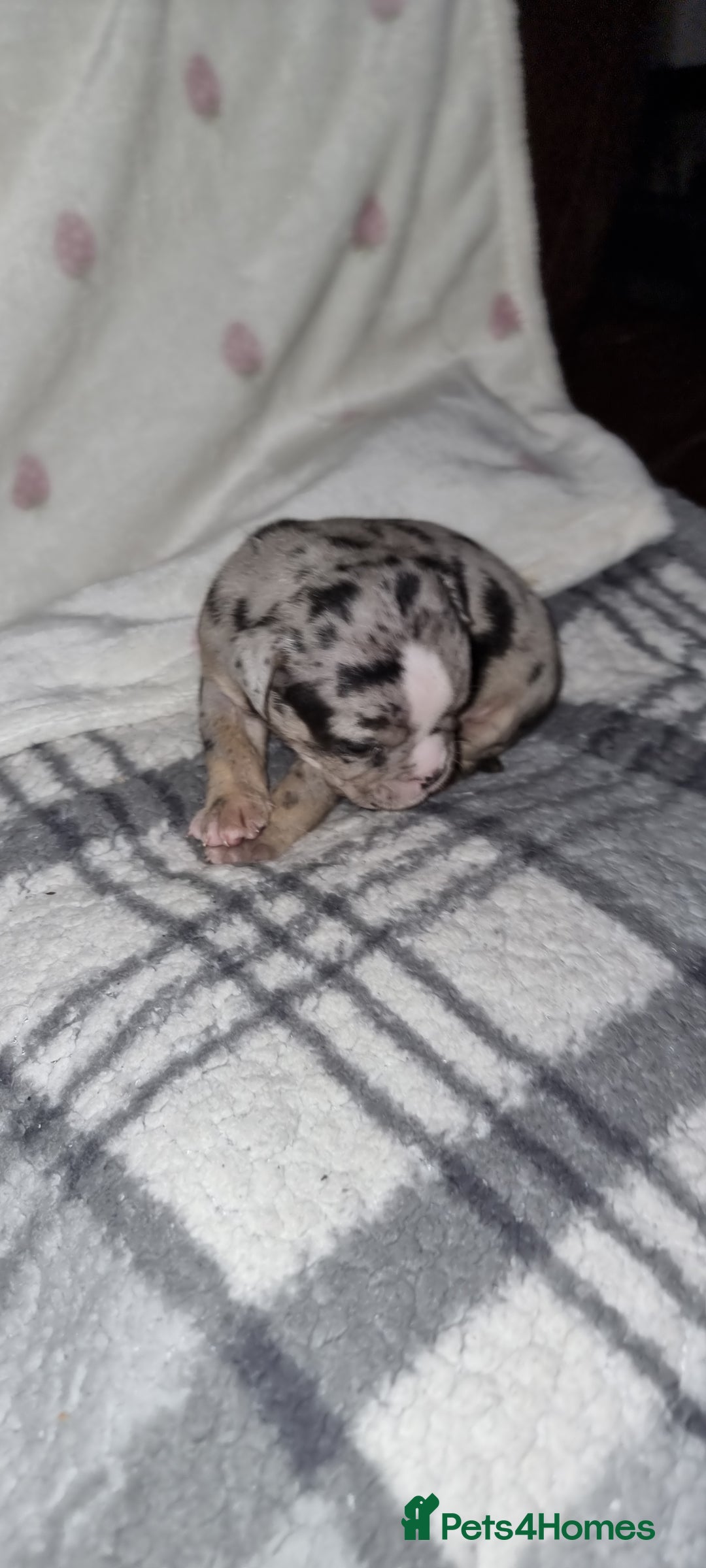 Olde English Bulldogge dogs for sale: Olde English bulldogge puppys - Advert 24