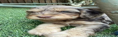 Cockapoo 2