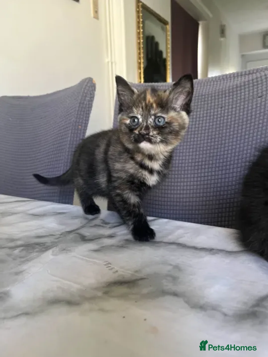 Ragdoll cats for sale: Beautiful Ragdoll Tortishell Kittens for sale! - Image 25