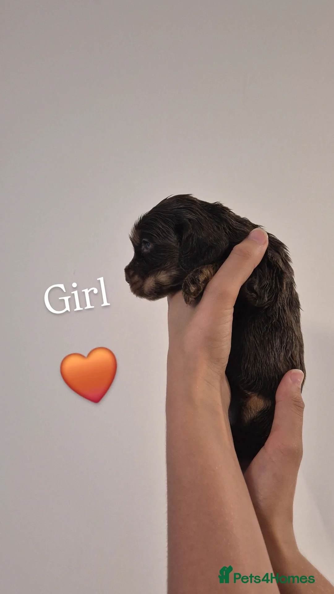 Cocker Spaniel dogs for sale: Kc show cocker spaniel puppies - Image 11