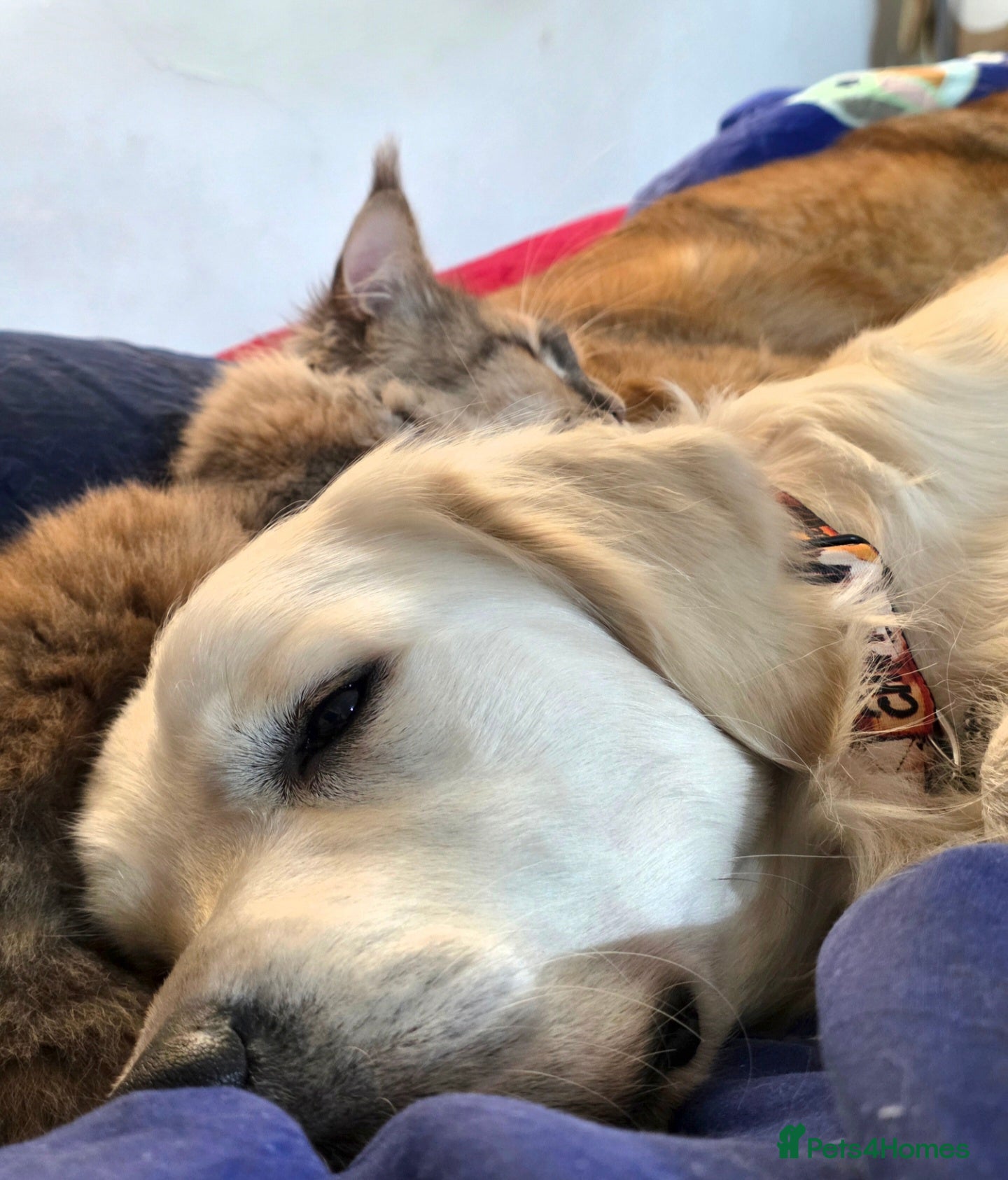 Golden Retriever dogs Big loving KC Golden Retriever - Advert 2