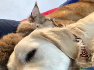 Golden Retriever dogs Big loving KC Golden Retriever - Advert 2