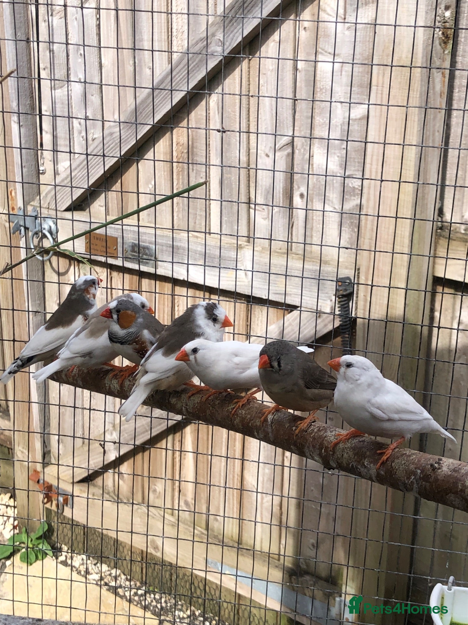 Finches birds Young zebra finches for sale - Advert 2