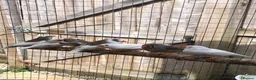 Finches birds for sale: Young zebra finches for sale - Advert 1