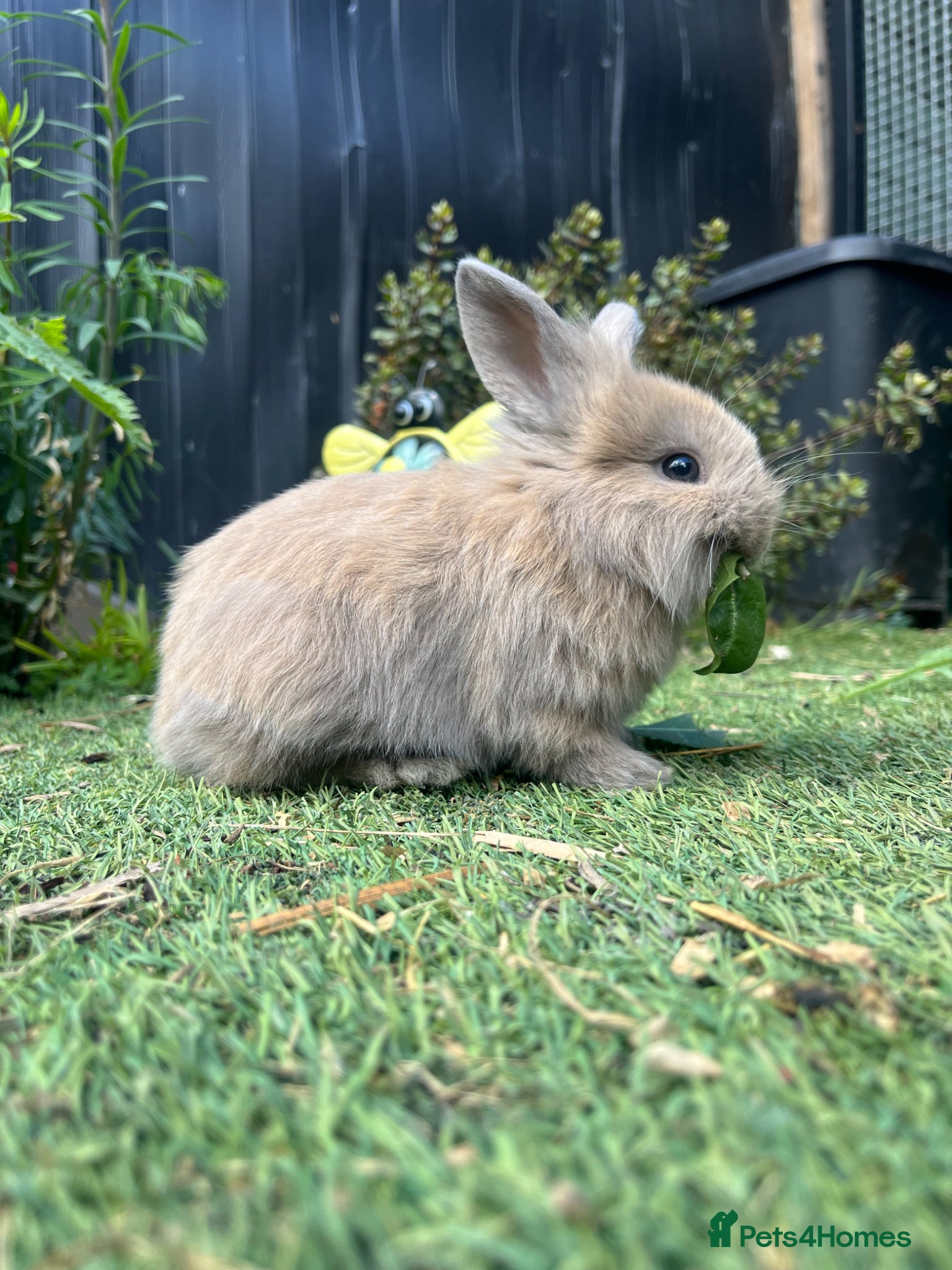 Lionhead rabbits Pure LionHead Rabbits - Advert 10