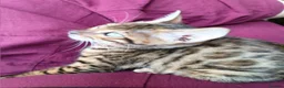 Bengal cats for sale: Bengal boy 12 weeks - Advert 4