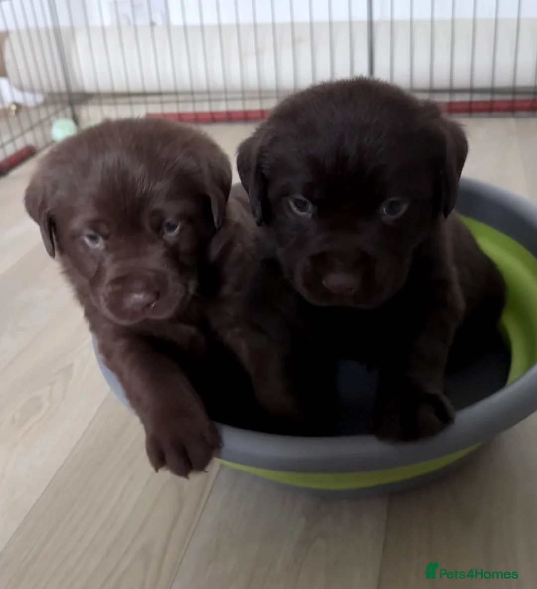 Labrador Retriever dogs for sale: KC Labrador for sale  - Advert 6