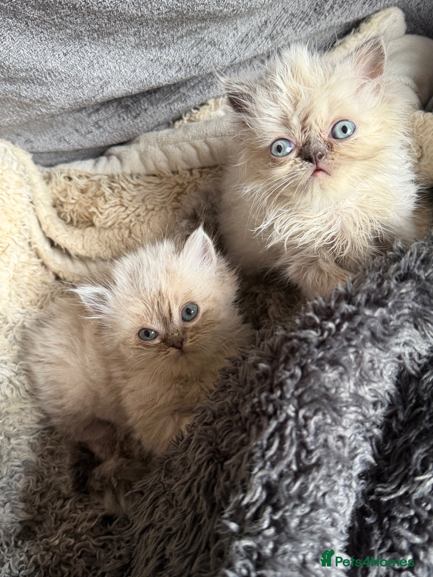 Persian cats Stunning Colourpoint Persian Kittens 💖 - Advert 1