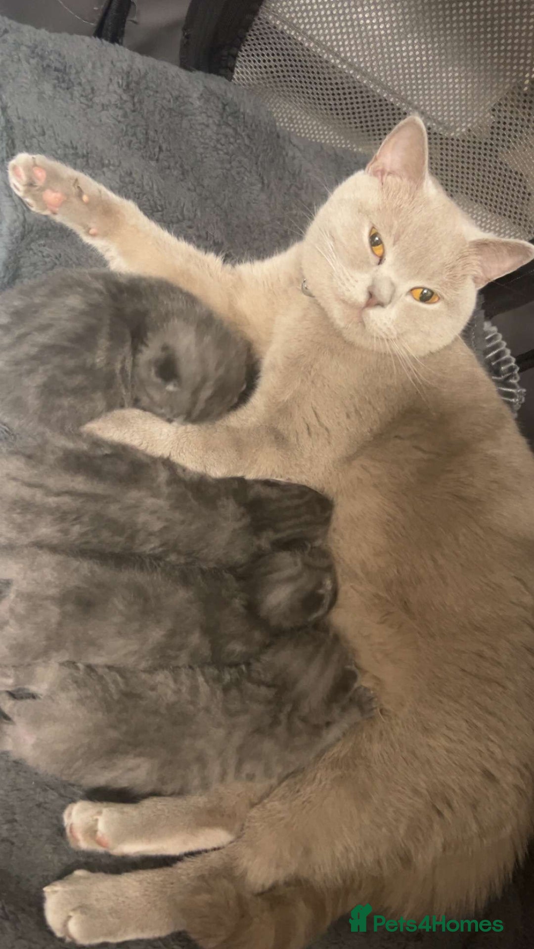 British Shorthair cats for sale: Beautiful BSH Kittens - Ready to leave ASAP - Image 28