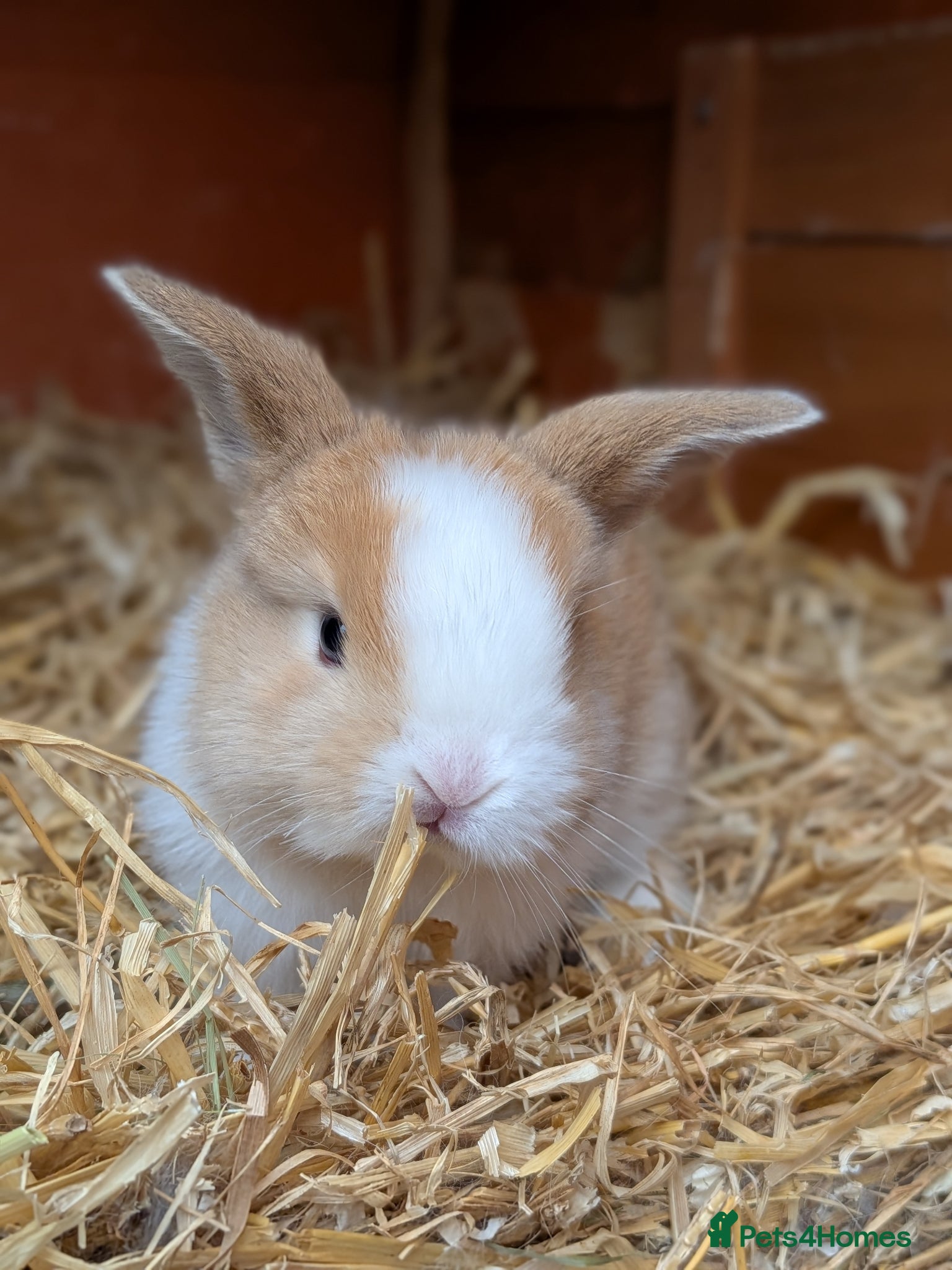 Mini Lop rabbits Friendly Mini Lops - Advert 4