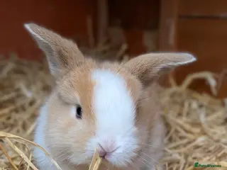 Mini Lop rabbits Friendly Mini Lops - Advert 4