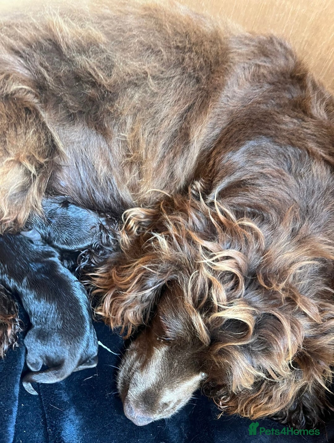 Cocker Spaniel dogs for sale: Pure bred, Cocker spaniels - Image 17