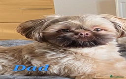Shih Tzu dogs for sale: 5 beautiful Full Pedigree Shih Tzu Puppies - Image 4