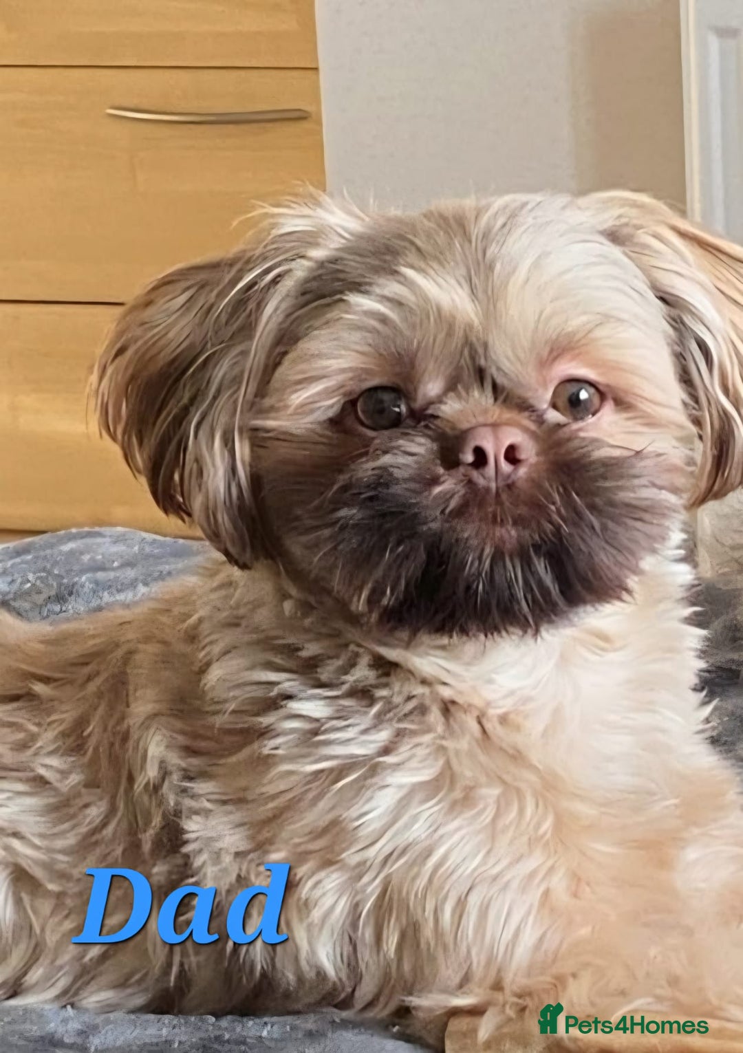 Shih Tzu dogs for sale: 5 beautiful Full Pedigree Shih Tzu Puppies - Image 4