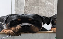 Rottweiler dogs for stud: Proven big boy ready for stud - Image 3