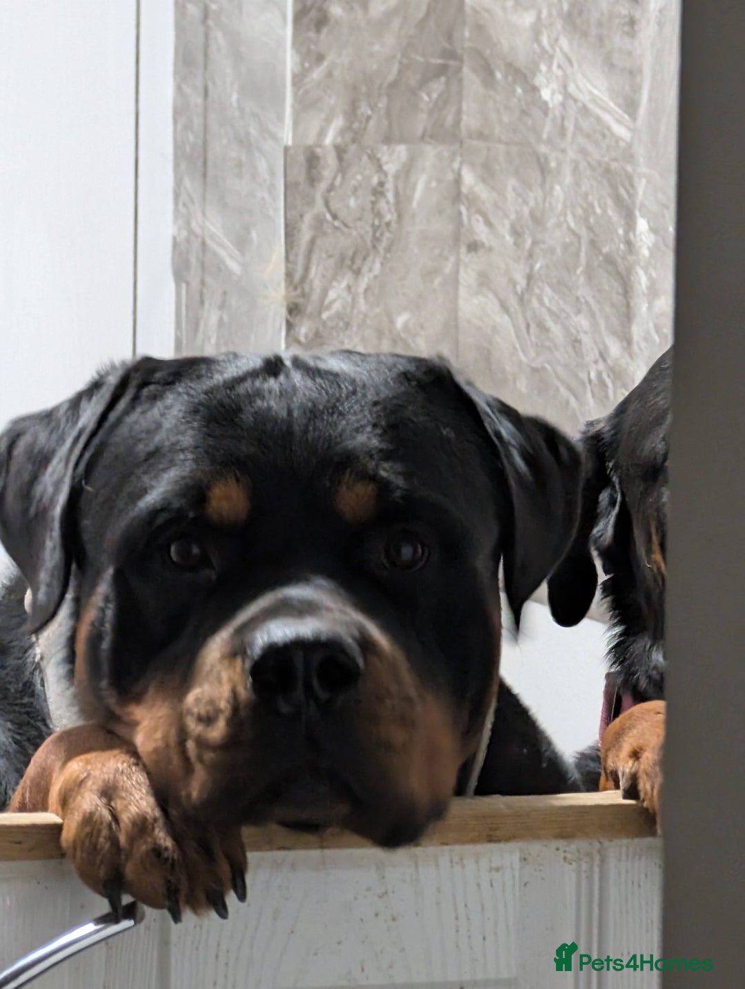 Rottweiler dogs for stud: Proven big boy ready for stud - Image 3