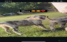 Mixed Breed dogs for sale: LAST FEMALE MISSY Cane Corso X Neapolitan Mastiffs in London - Image 31