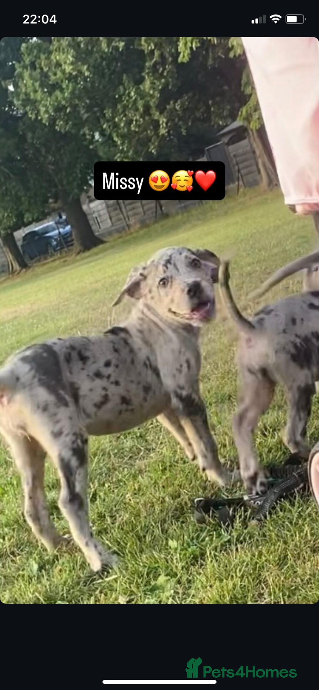 Mixed Breed dogs for sale: LAST FEMALE MISSY Cane Corso X Neapolitan Mastiffs in London - Image 31