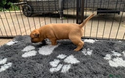 Staffordshire Bull Terrier dogs for sale: Stunning Red Staffy puppies KC top bloodlines - Image 19