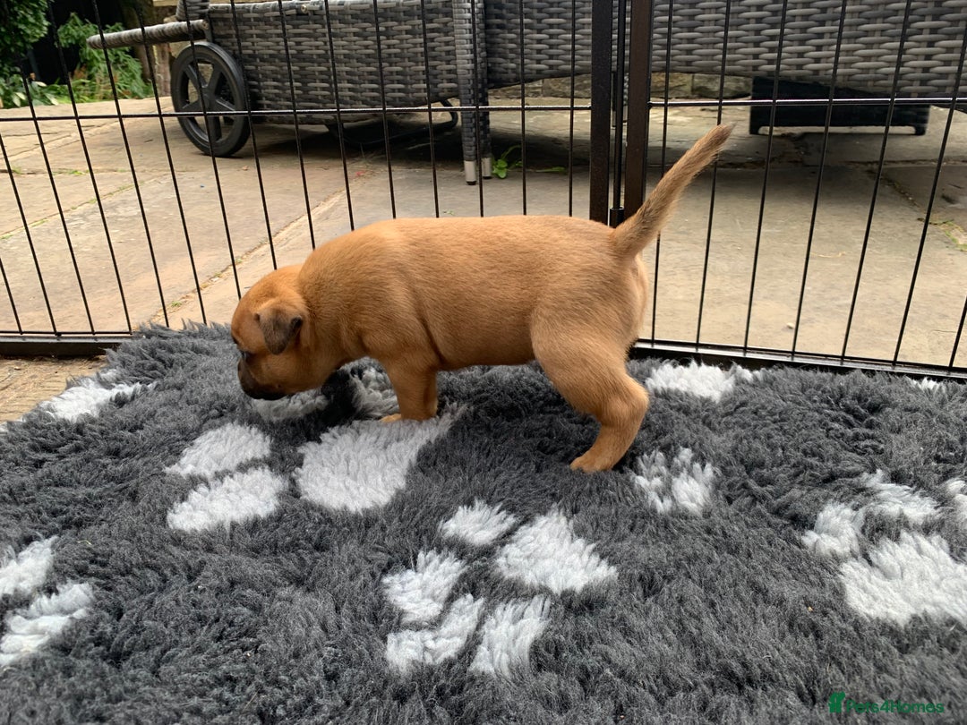 Staffordshire Bull Terrier dogs for sale: Stunning Red Staffy puppies KC top bloodlines - Image 19