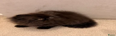 Persian 1