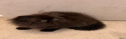 Persian cats for sale: Beautiful Pedigree Persian 1 Male 1 Female - Advert 7