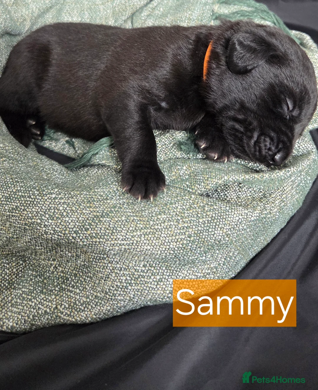 Labrador Retriever dogs for sale: Black Labrador Retriever Puppies – KC Registered - Advert 6