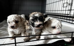 Shichon dogs for sale: 5 beautiful Shichon girls  - Image 16