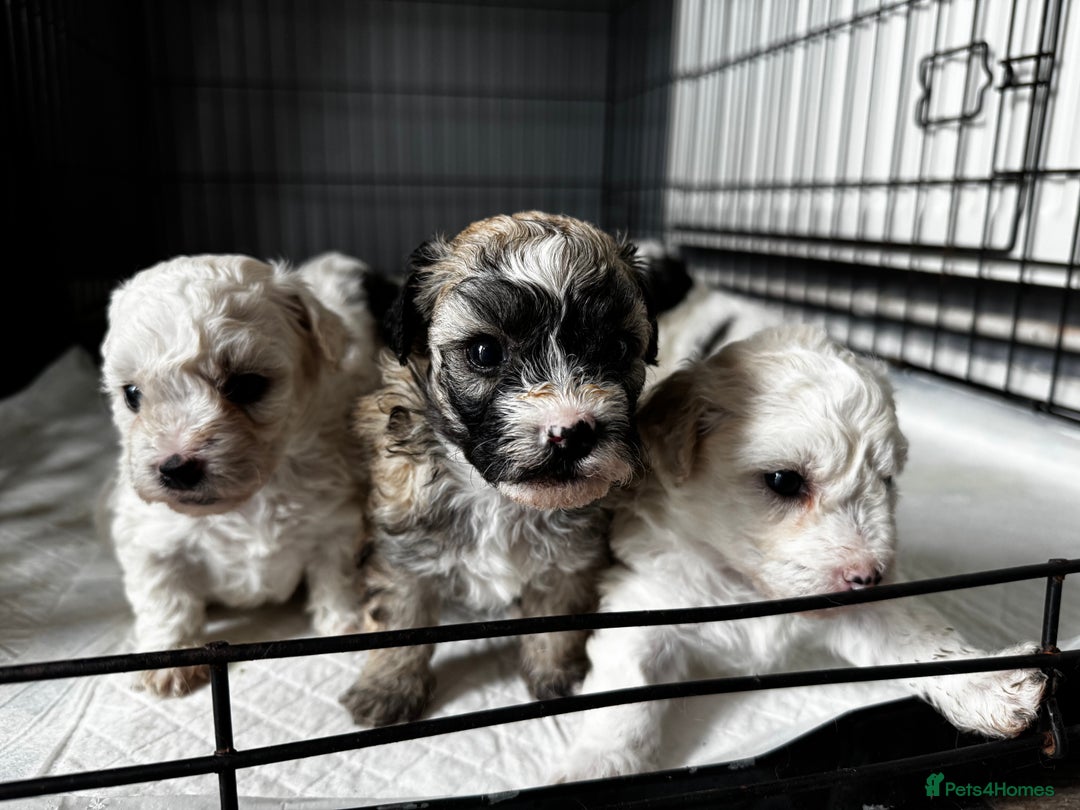 Shichon dogs for sale: 5 beautiful Shichon girls  - Image 16