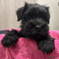 Miniature Schnauzer dogs Litter of minature schnauzer pups - Advert 4