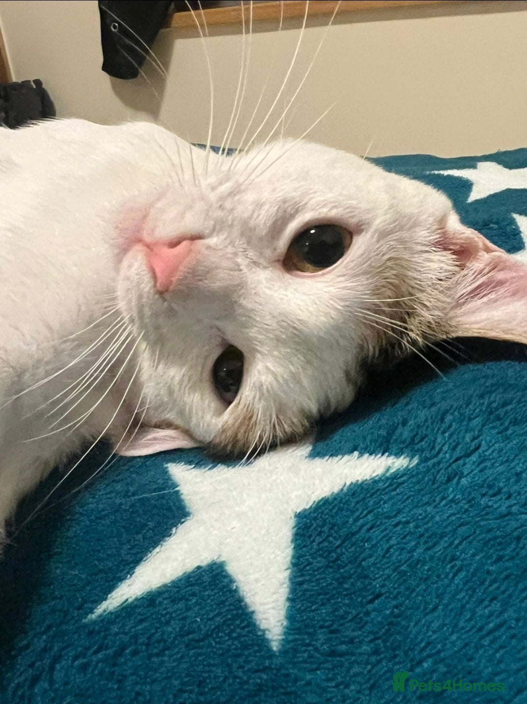 Mixed Breed cats for adoption: [Indoors only] Katzie - Cuddly and Playful girl! - Image 4