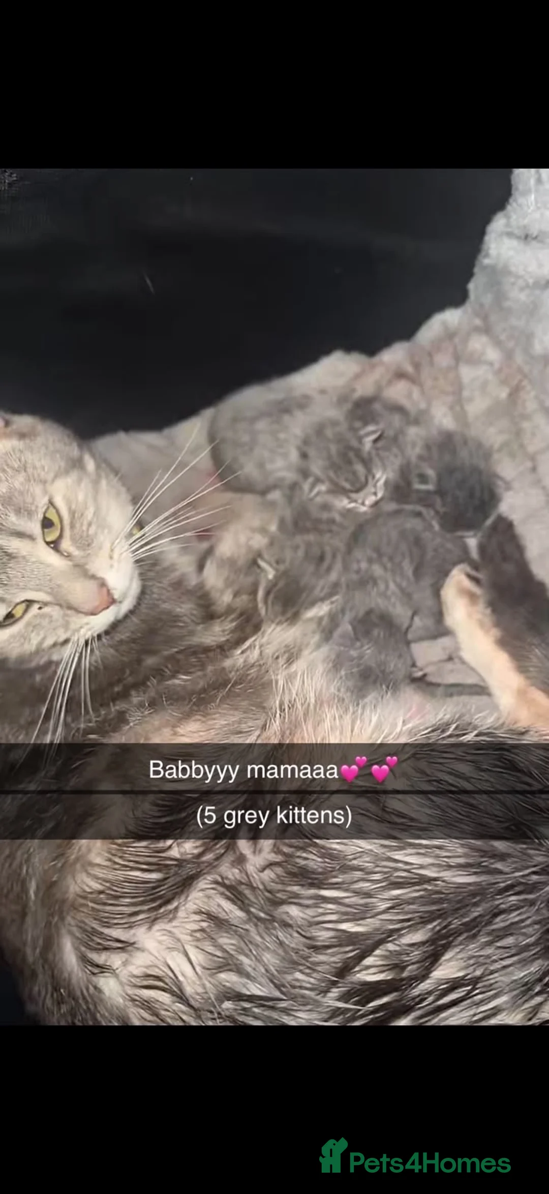 Mixed Breed cats for sale: 5 playful kittens  in Thornton Heath - Advert 2