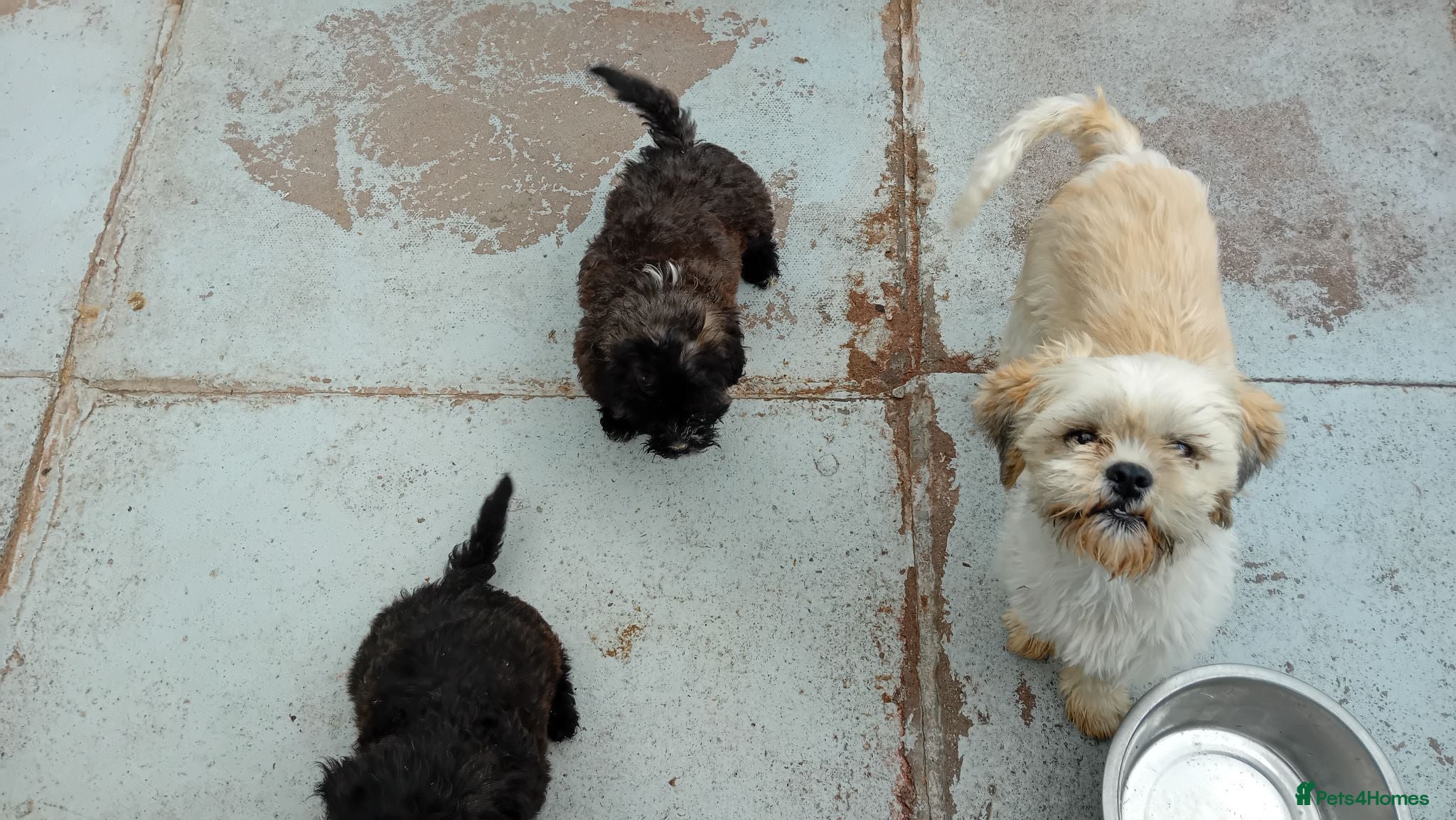 Shihpoo dogs Shihpoo pups - Advert 1