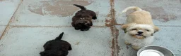 Shihpoo dogs for sale: Shihpoo pups - Advert 1