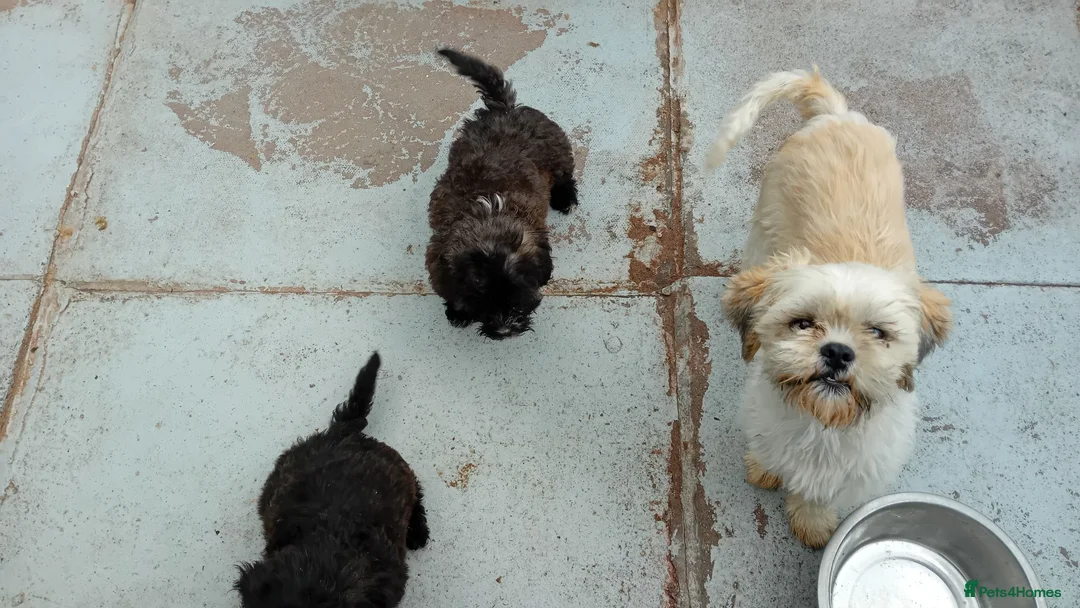 Shihpoo dogs for sale: Shihpoo pups - Advert 1