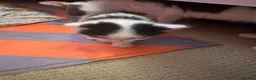 Mixed Breed cats for sale: My cat gave birth to cute 4 kittens  - Advert 12