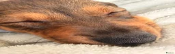 Mixed Breed dogs for sale: Last Gorgeous Boy Remaining  - Advert 9