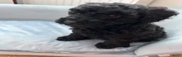 Toy Poodle dogs for sale: Toy poodle puppies  - Advert 12