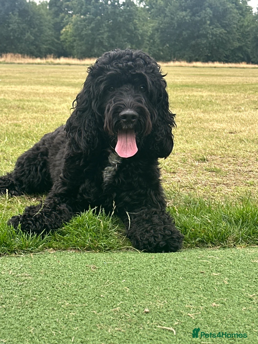 Mixed Breed dogs for sale: 2 Year old Sprockerpoo for sale  - Advert 8