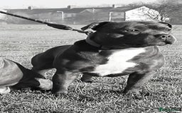 Staffordshire Bull Terrier dogs for sale: Blue Staffies - Image 9