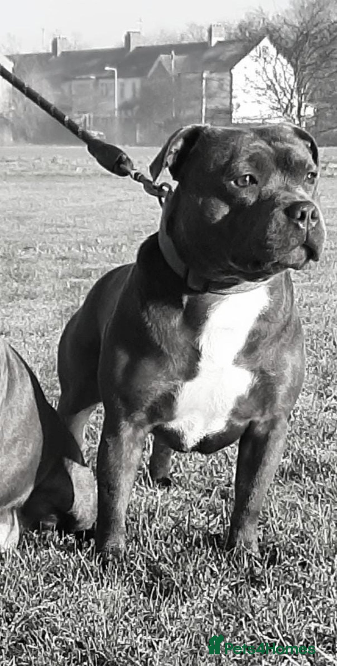 Staffordshire Bull Terrier dogs for sale: Blue Staffies - Image 9