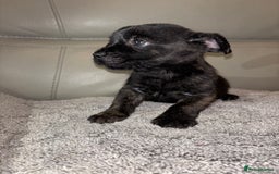 Mixed Breed dogs for sale: Rare Frenchie and Yorkie Mix litter - Image 16