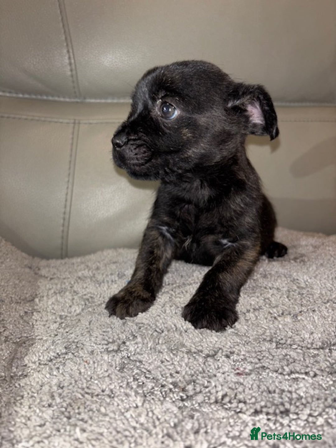 Mixed Breed dogs for sale: Rare Frenchie and Yorkie Mix litter - Image 16