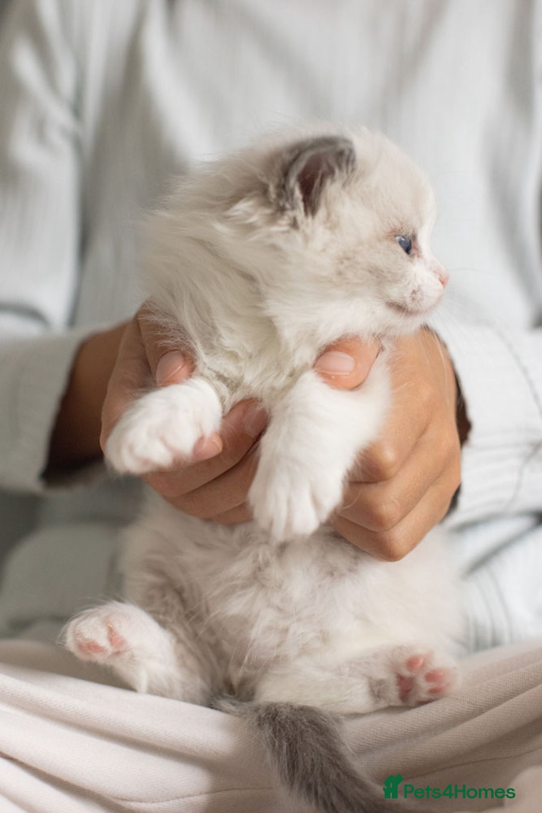 Ragdoll cats for sale: NEW LITTER of Blue BiColour And Lynx kittens - Image 4