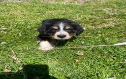 Mixed Breed dogs for sale: Sprollie pups - Image 4